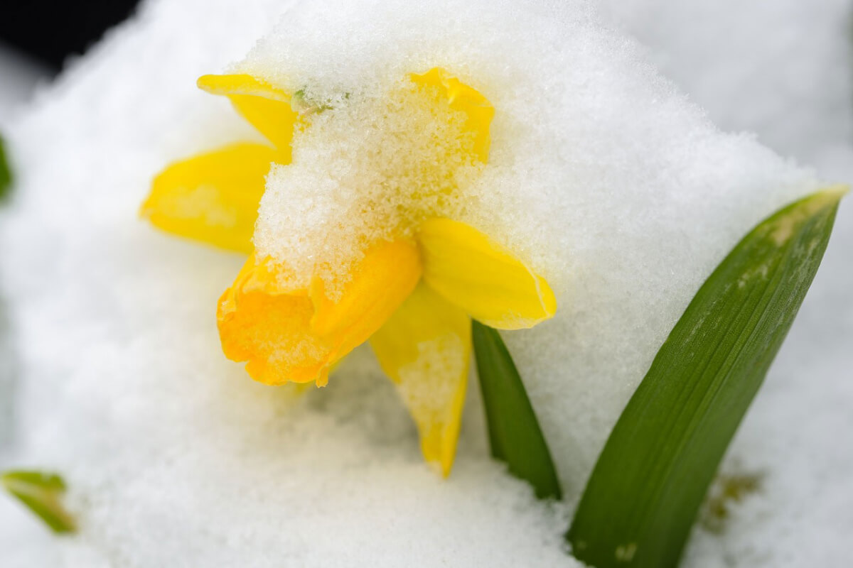 雪と花