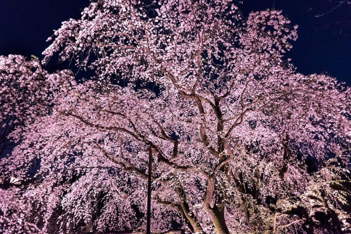 桜