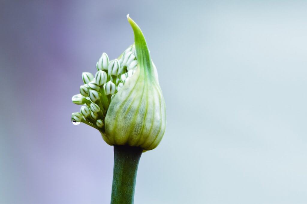 ピザのスタミナ源 ガーリック 滅多に拝めないにんにくの花とは 薪窯ナポリピザフォンターナ ピザブログ