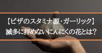 【ピザのスタミナ源・ガーリック】滅多に拝めないにんにくの花とは？